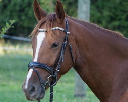 Springpferd Charming Chicco (Hannoveraner, 2020, von Chivas)