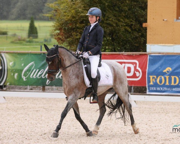 dressage horse Fellow 8 (Welsh-Pony (Section B), 2013)