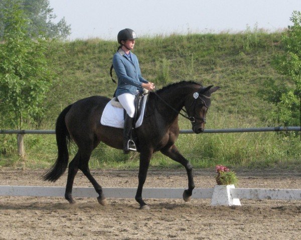 dressage horse Bellevue Royal (Trakehner, 2010, from Halimey Go)