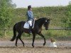 dressage horse Bellevue Royal (Trakehner, 2010, from Halimey Go)