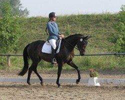 Dressurpferd Bellevue Royal (Trakehner, 2010, von Halimey Go)