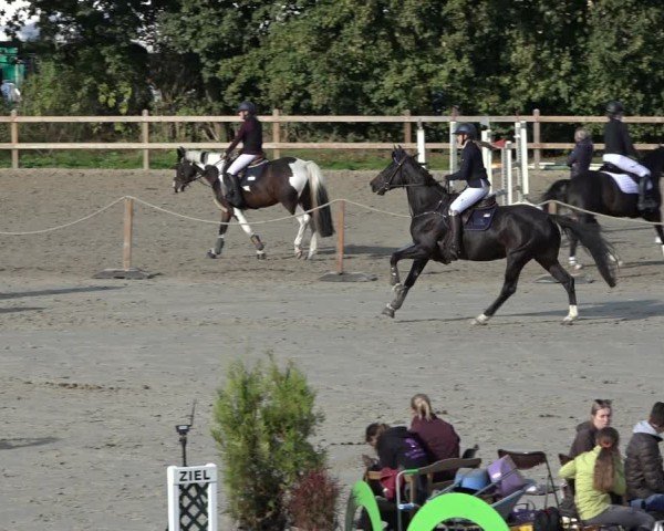 Reitturnier Scharnebeck 2024