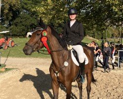 dressage horse Faizah 8 (Oldenburger, 2016, from Tannenhof's Fahrenheit)