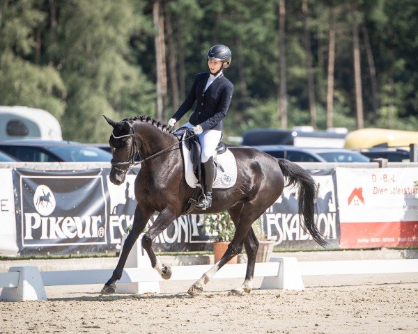 Pferd Cooley Velvet (Irish Sport Horse, 2018, von Baloubet du Rouet)