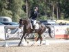 Pferd Cooley Velvet (Irish Sport Horse, 2018, von Baloubet du Rouet)