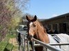 dressage horse Rock Royal (Hanoverian, 2003, from Rubin Royal OLD)