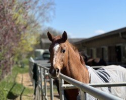 dressage horse Rock Royal (Hannoveraner, 2003, from Rubin Royal OLD)