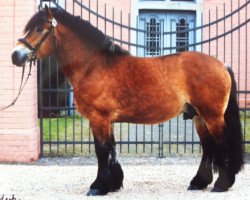 horse Celtic 8-07 (Rhenish-German Cold-Blood, 2007, from Condor)