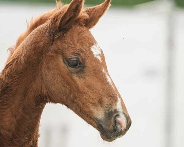 foal by Viva (Westphalian, 2024, from V-Power)