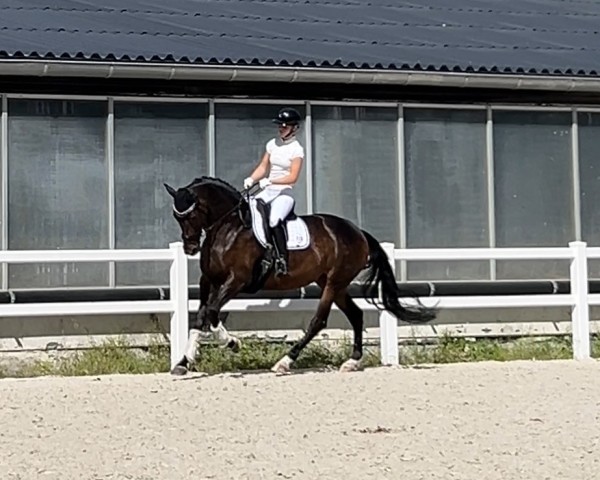 dressage horse Dorena 67 (Hanoverian, 2014, from Don Nobless)