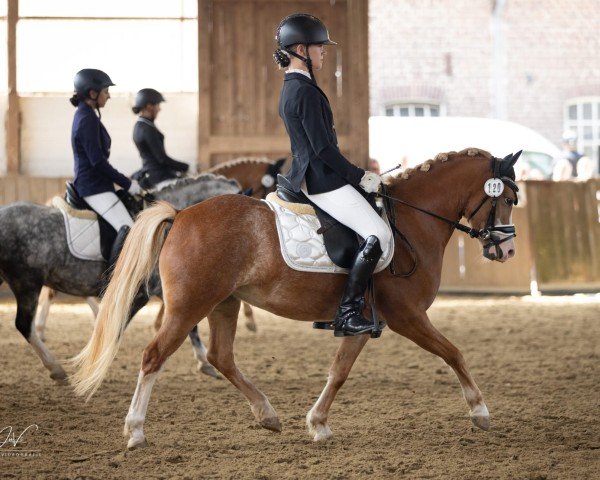 dressage horse Feerwerder High Girl (Welsh mountain pony (SEK.A), 2020)