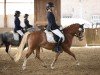 dressage horse Feerwerder High Girl (Welsh mountain pony (SEK.A), 2020)