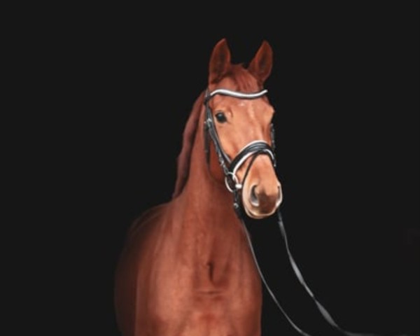 dressage horse Destina 29 (German Sport Horse, 2019, from Destacado FRH)