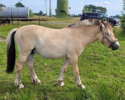 horse Fjelltors Frits (Fjord Horse, 2022, from Fjelltor N.2527)