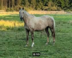 broodmare Christie LP (Brandenburg,  , from Vapiano)