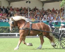 stallion Condor II (Rhenish-German Cold-Blood, 2003, from C.F. Antigon)