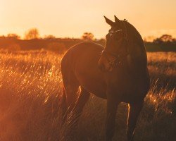 Pferd Kantana W (Trakehner, 2017, von El Greco)