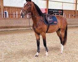 jumper Great van Gogh (KWPN (Royal Dutch Sporthorse), 2021, from Grey Top)