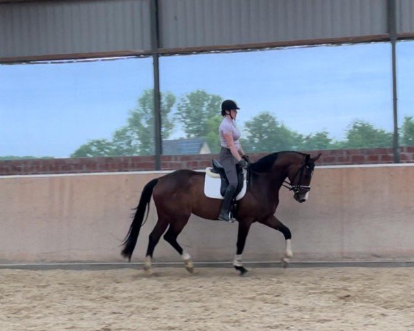 dressage horse Full of beauty (Hanoverian, 2019, from Foundation 2)