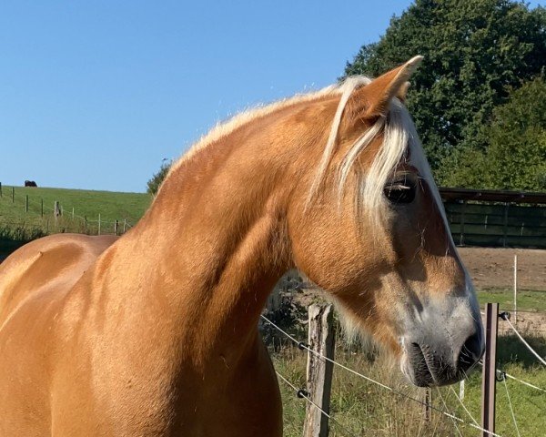 horse Wolpi (Haflinger, 2012, from Wüstenstern)