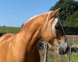 horse Wolpi (Haflinger, 2012, from Wüstenstern)