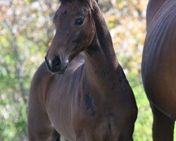 Springpferd Charlotte B (Deutsches Sportpferd, 2022, von Comme il Faut)