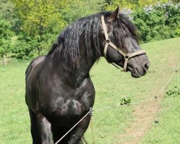 stallion Zigeunerbaron (Schleswig Heavy Draft, 2005, from Banause)