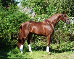 dressage horse Dalino 20 (Oldenburg, 2020, from Danciero 7)