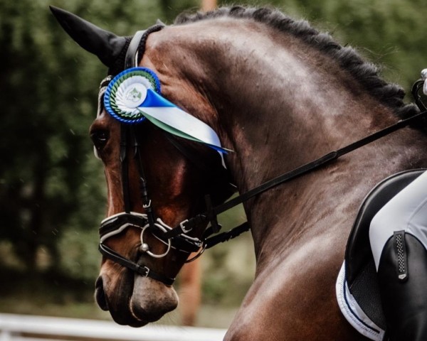 dressage horse Federow (Mecklenburg, 2018, from Fehrbellin)