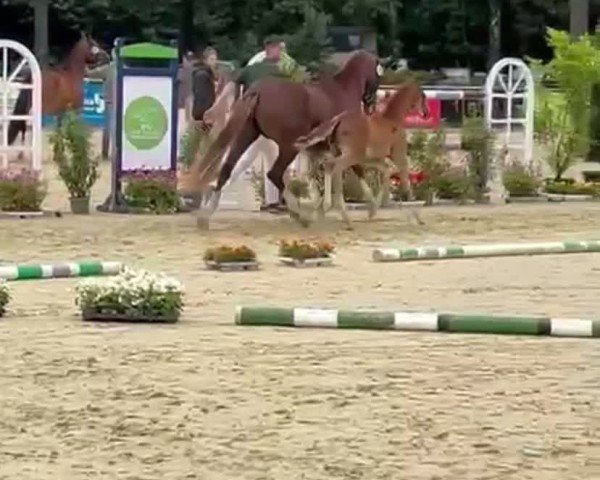 Video of Dating‘s Farbklecks