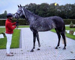 dressage horse First May Lady (Westphalian, 2020, from Fashion In Black NRW)