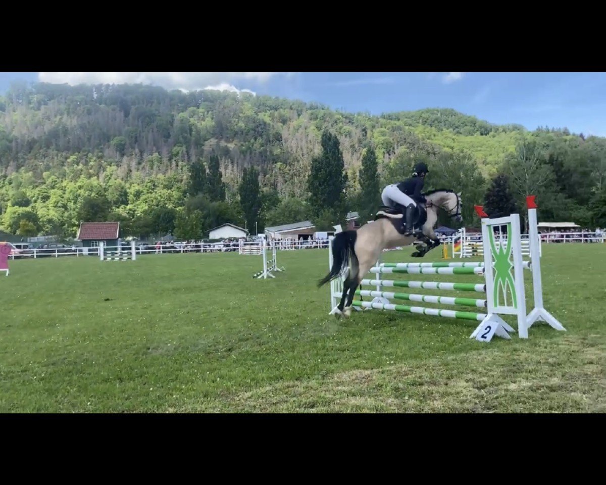 Springpferd Spring Star's Sunrise (Deutsches Reitpony, 2016, von Spring Star's Spirit)