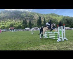 jumper Spring Star's Sunrise (German Riding Pony, 2016, from Spring Star's Spirit)