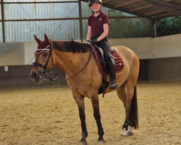 Dressurpferd Drachengold (Deutsches Reitpony, 2017, von Dewino G)