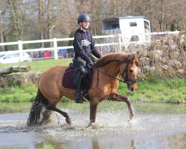 dressage horse Melli's Jalana (German Riding Pony, 2020, from Kastanienhof Donnertrommler)