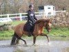 dressage horse Melli's Jalana (German Riding Pony, 2020, from Kastanienhof Donnertrommler)