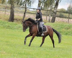 dressage horse Melli`s Jezabel (German Riding Pony, 2020, from Dance Star AT)