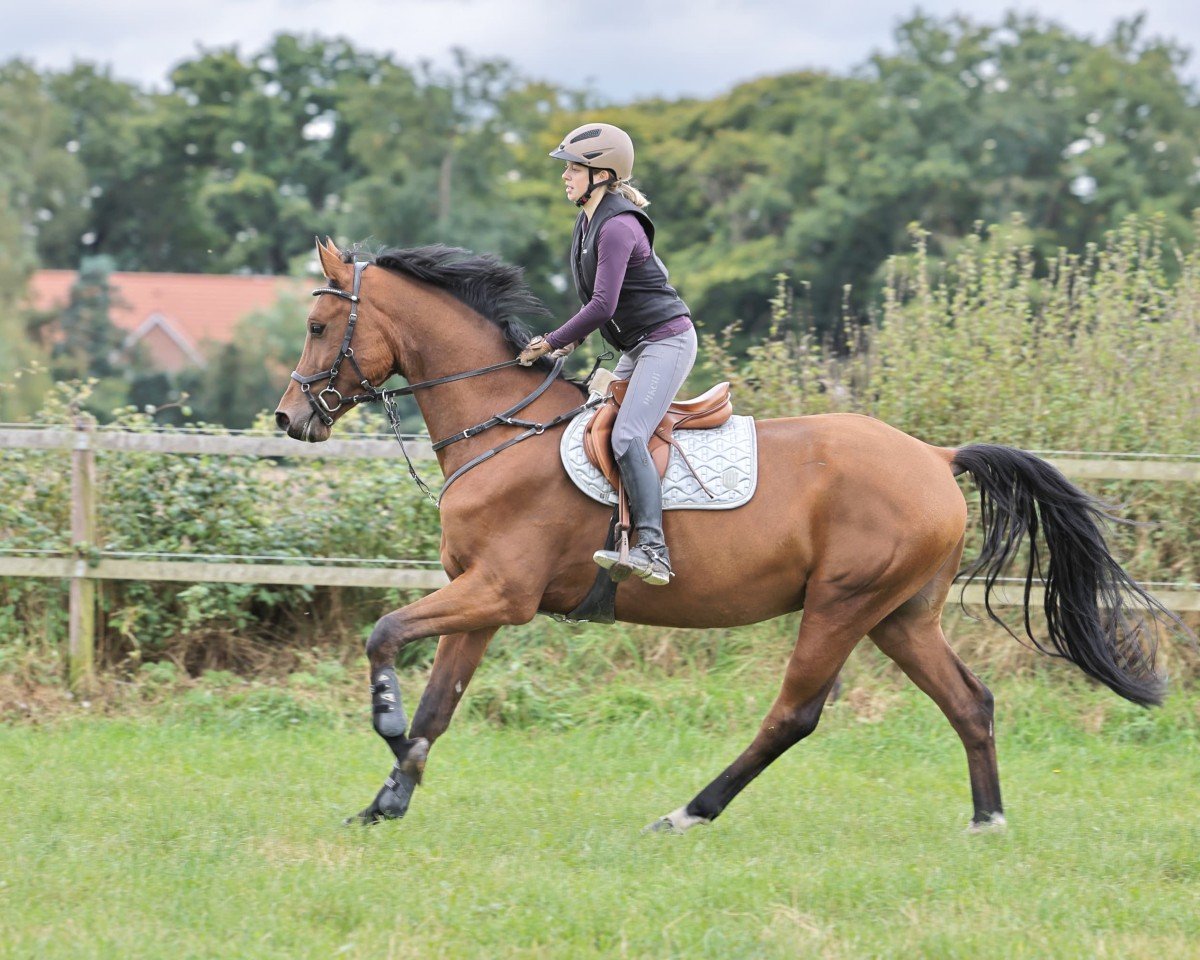 jumper All the way up (Hanoverian, 2020, from Armison)
