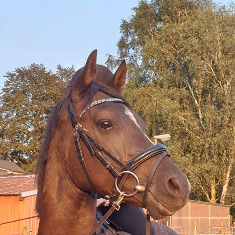 dressage horse Very Fine Men (German Riding Pony, 2015, from Valido's Highlight)