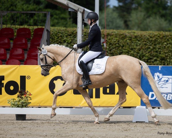 dressage horse Melli`s Jellymay (German Riding Pony, 2021, from Melli's Darmani)