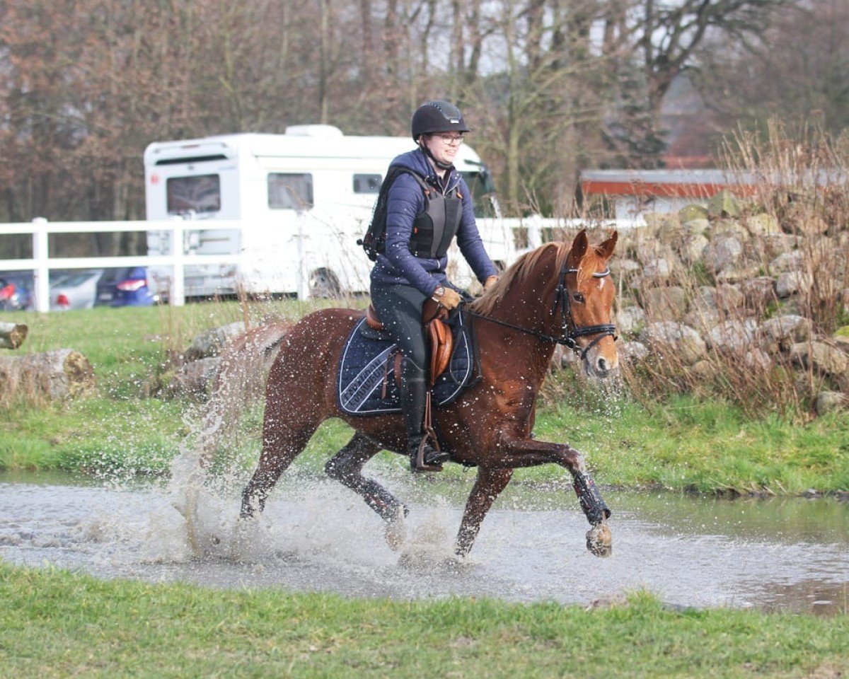dressage horse Minnie (German Riding Pony, 2018, from Herzkönig NRW)