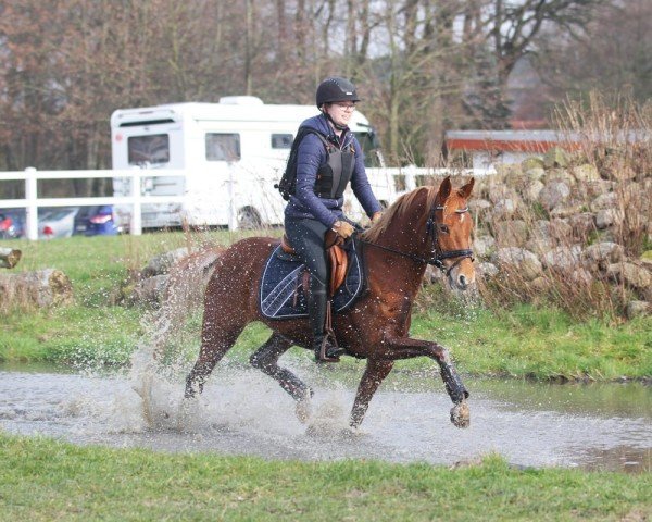 dressage horse Heidi das Pony TO (German Riding Pony, 2018, from Herzkoenig NRW)