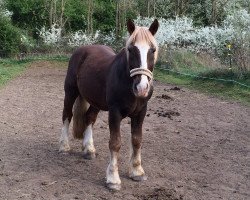 Pferd Jack (Süddeutsches Kaltblut, 2003, von Schwarz-Weiss)