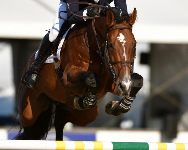 jumper Erdento van de Leeuwerk (KWPN (Royal Dutch Sporthorse), 2009, from VDL Cardento 933)