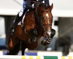 jumper Erdento van de Leeuwerk (KWPN (Royal Dutch Sporthorse), 2009, from VDL Cardento 933)