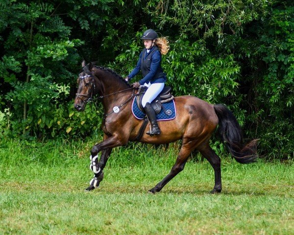 jumper Clooney (Oldenburg show jumper, 2018, from Crusoe 5)