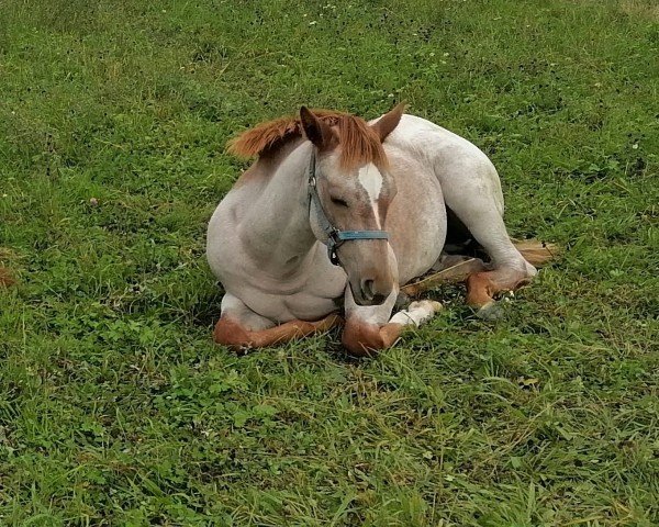 Fohlen von KEEP THE BLUES SHINE (Quarter Horse, 2024, von Aint It The Blues)