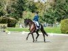 dressage horse Allways Magic (Westphalian, 2016, from All At Once)