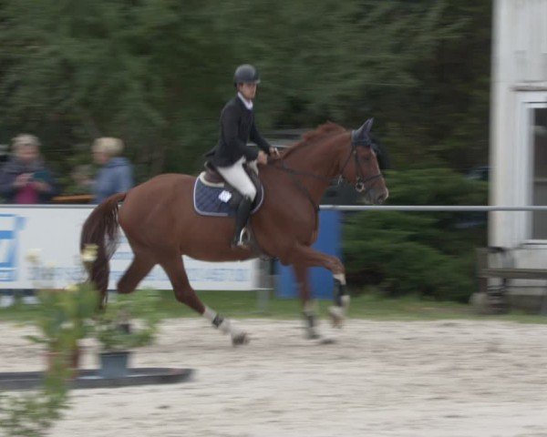 Reitturnier Pietzpuhl 2024