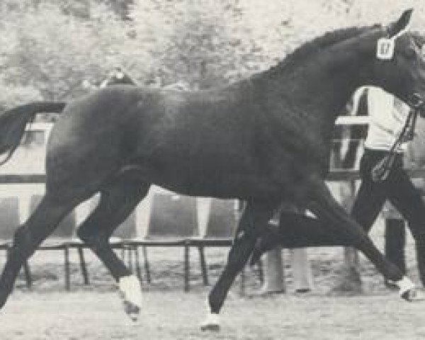 horse Pik Bube II (Hanoverian, 1975, from Pik Koenig)